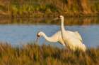 USA-South Texas Aranas National Wildlife Refuge-whooping crane pair foraging Art Print